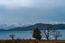 brown trees near body of water during daytime
