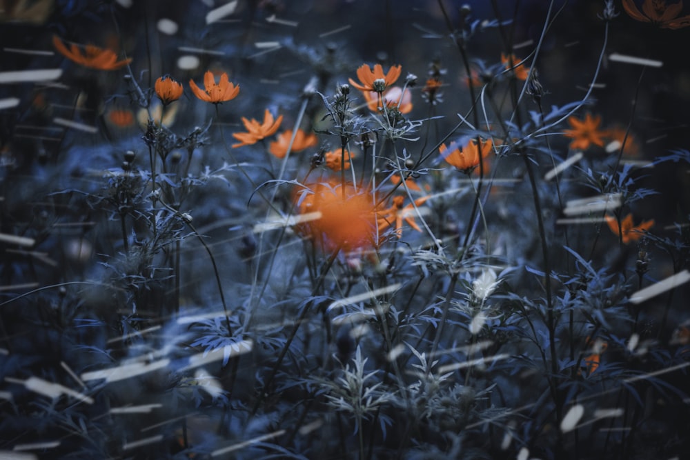 orange flowers in tilt shift lens