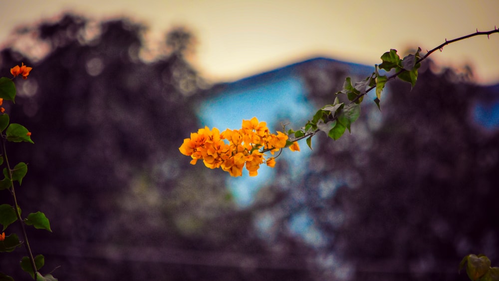 yellow flower in tilt shift lens