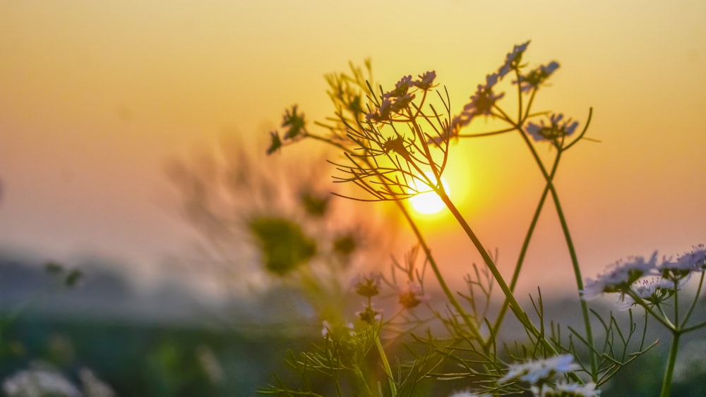 green grass during golden hour