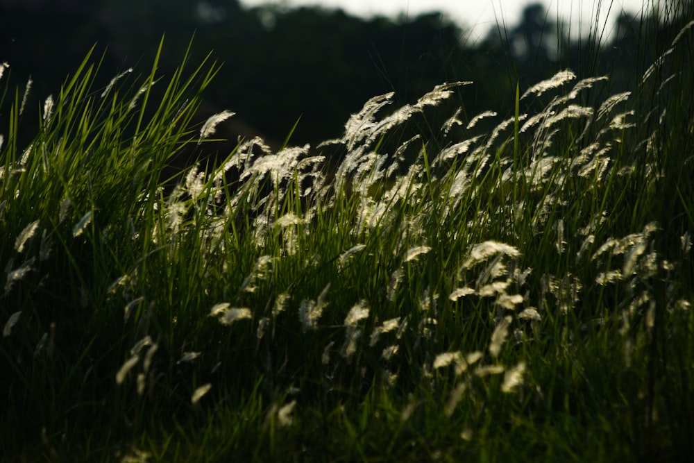 green grass field during daytime