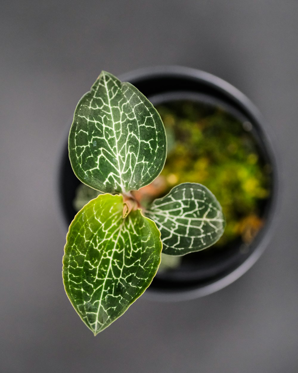 green leaf in black pot