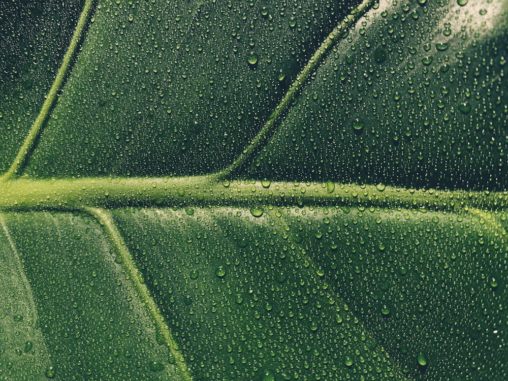 water droplets on green leaf