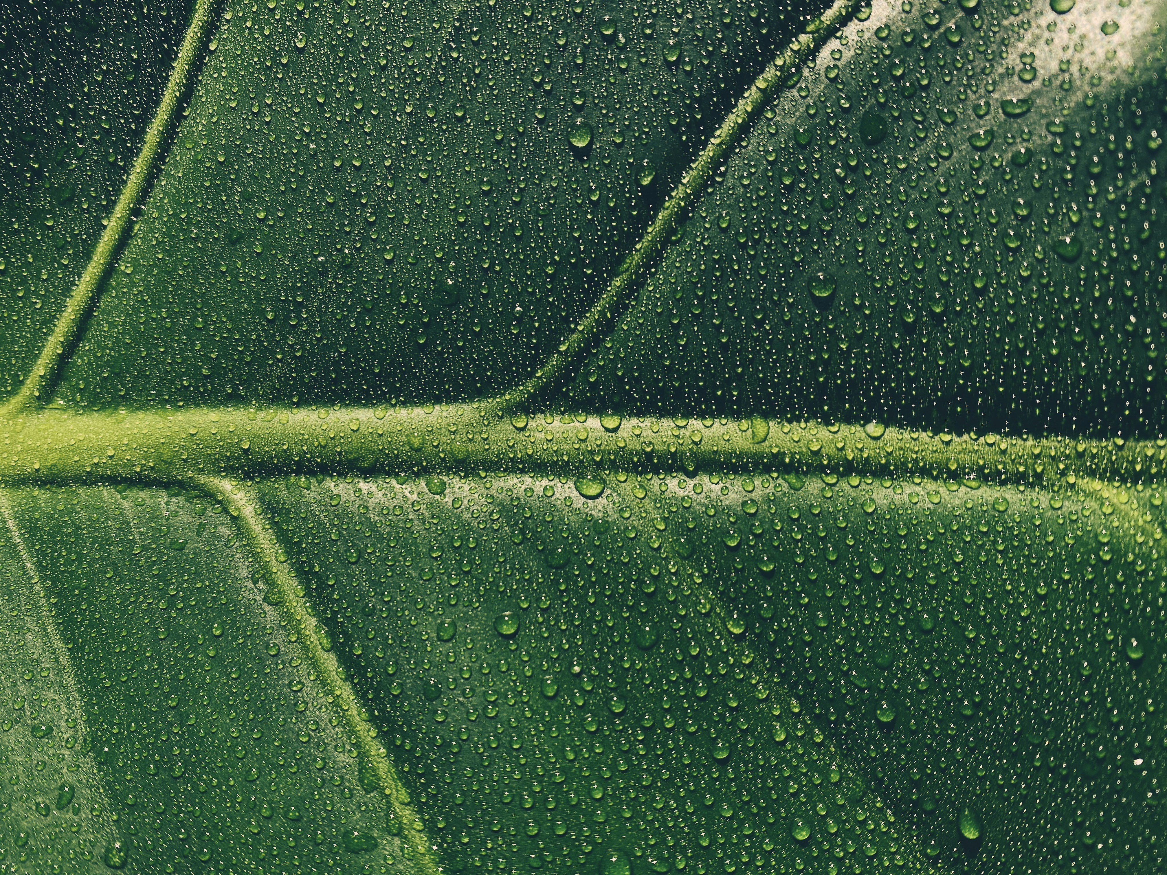 monstera deliciosa plant with mist/rain