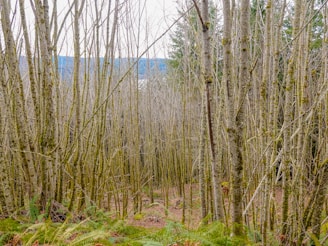 A dense forest scene filled with tall, slender trees with bare branches. The forest floor is covered with green ferns and brown fallen leaves. A distant hillside is visible through the trees under an overcast sky.