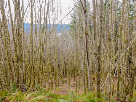 A dense forest scene filled with tall, slender trees with bare branches. The forest floor is covered with green ferns and brown fallen leaves. A distant hillside is visible through the trees under an overcast sky.
