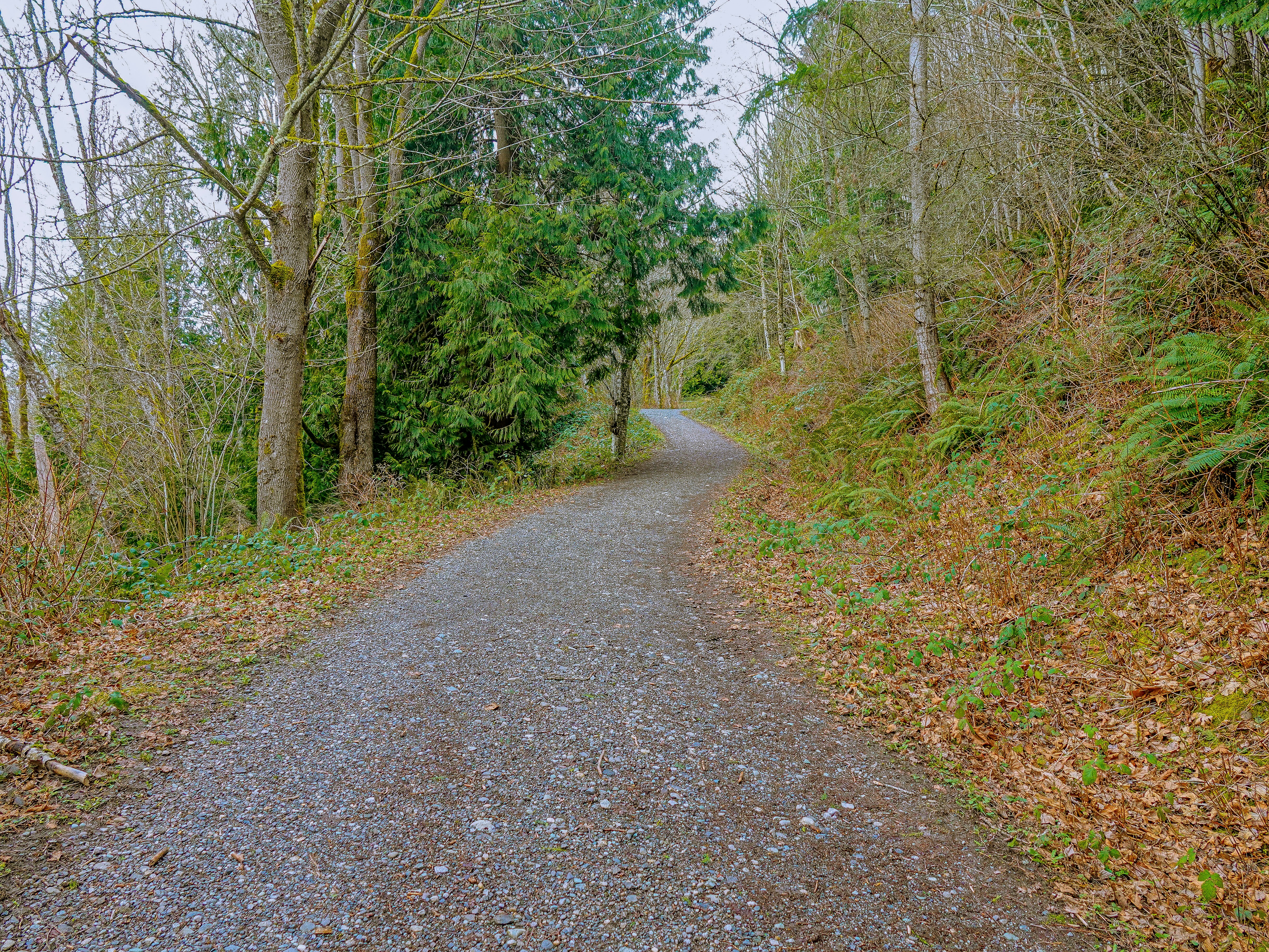 forest trail wallpaper, wallpaper, Solo Backpacking: A Guide to Safe Adventures 3