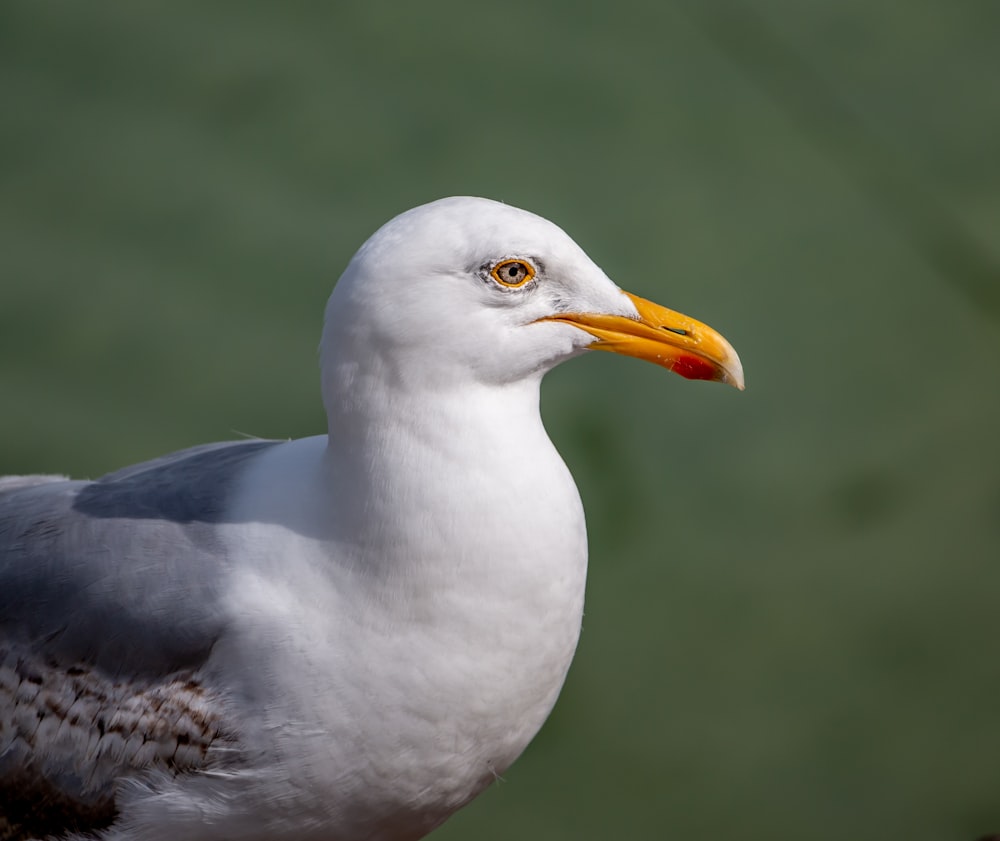 white and gray bird in close up photography