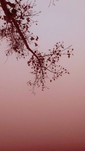 Roots of Serenity
