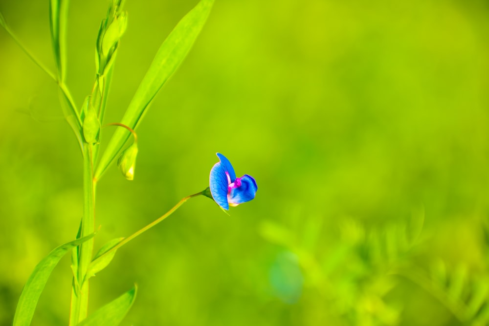 blue flower in tilt shift lens