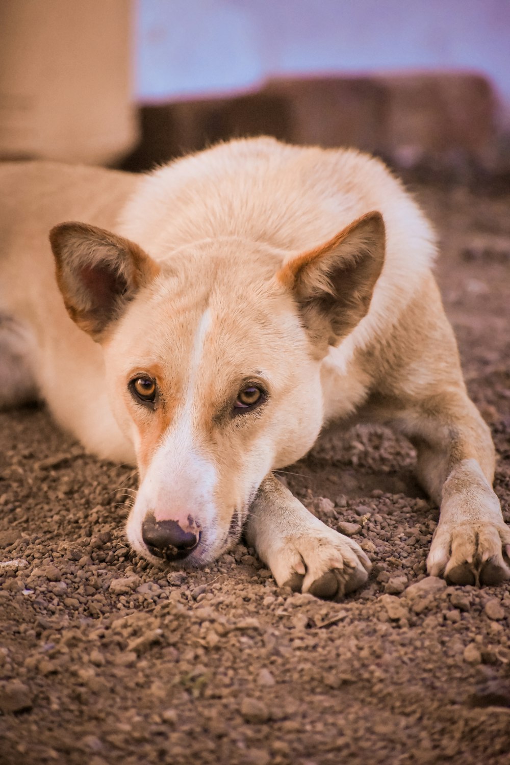 white and brown short coated dog on brown soil
