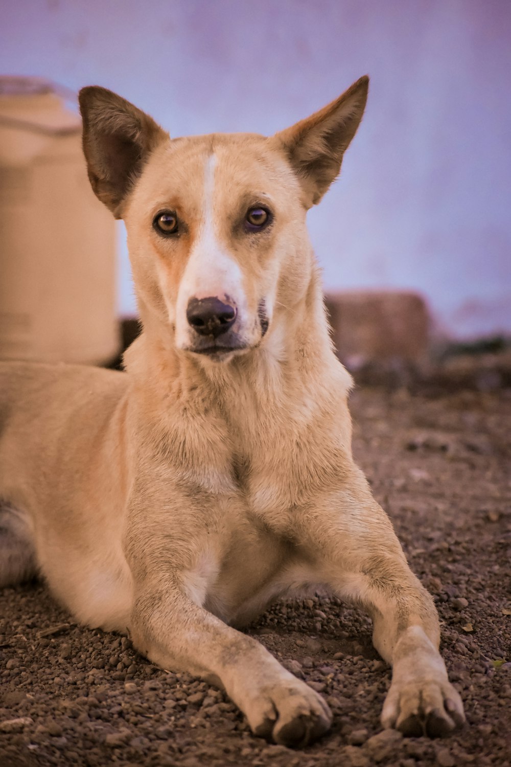 brown short coated dog lying on ground