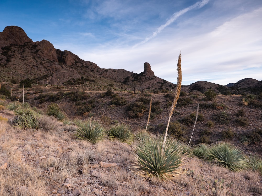 green grass on brown soil near brown mountain under blue sky during daytime