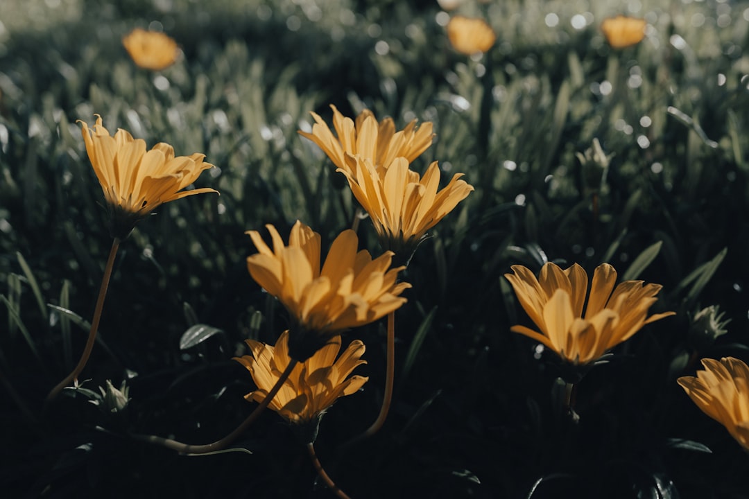 yellow flowers in tilt shift lens