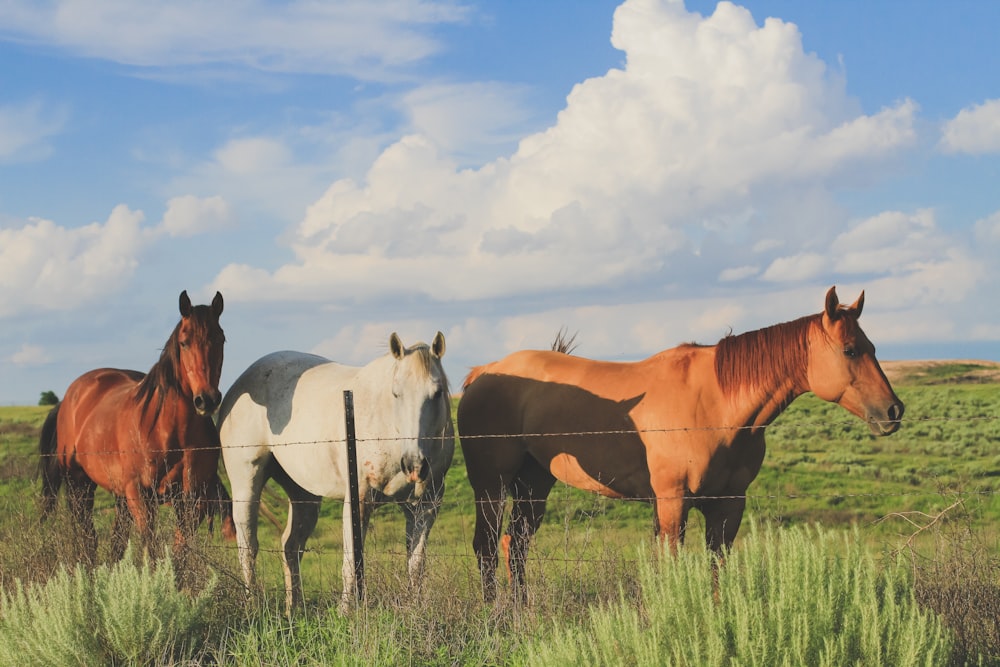 brown and white horses on green grass field under blue and white cloudy sky during daytime