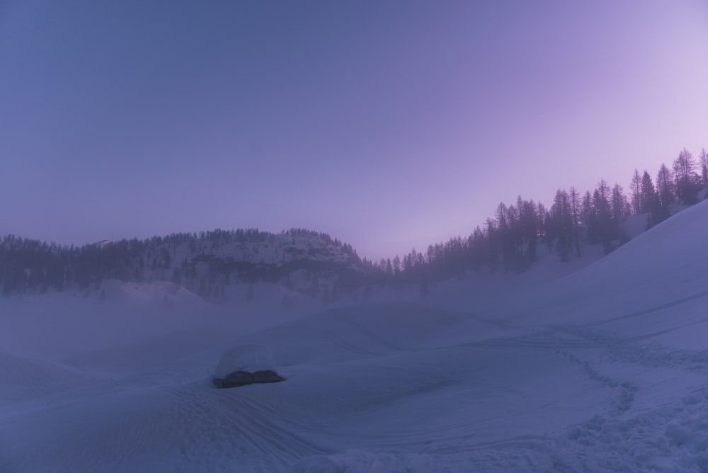 snow covered field and trees during daytime