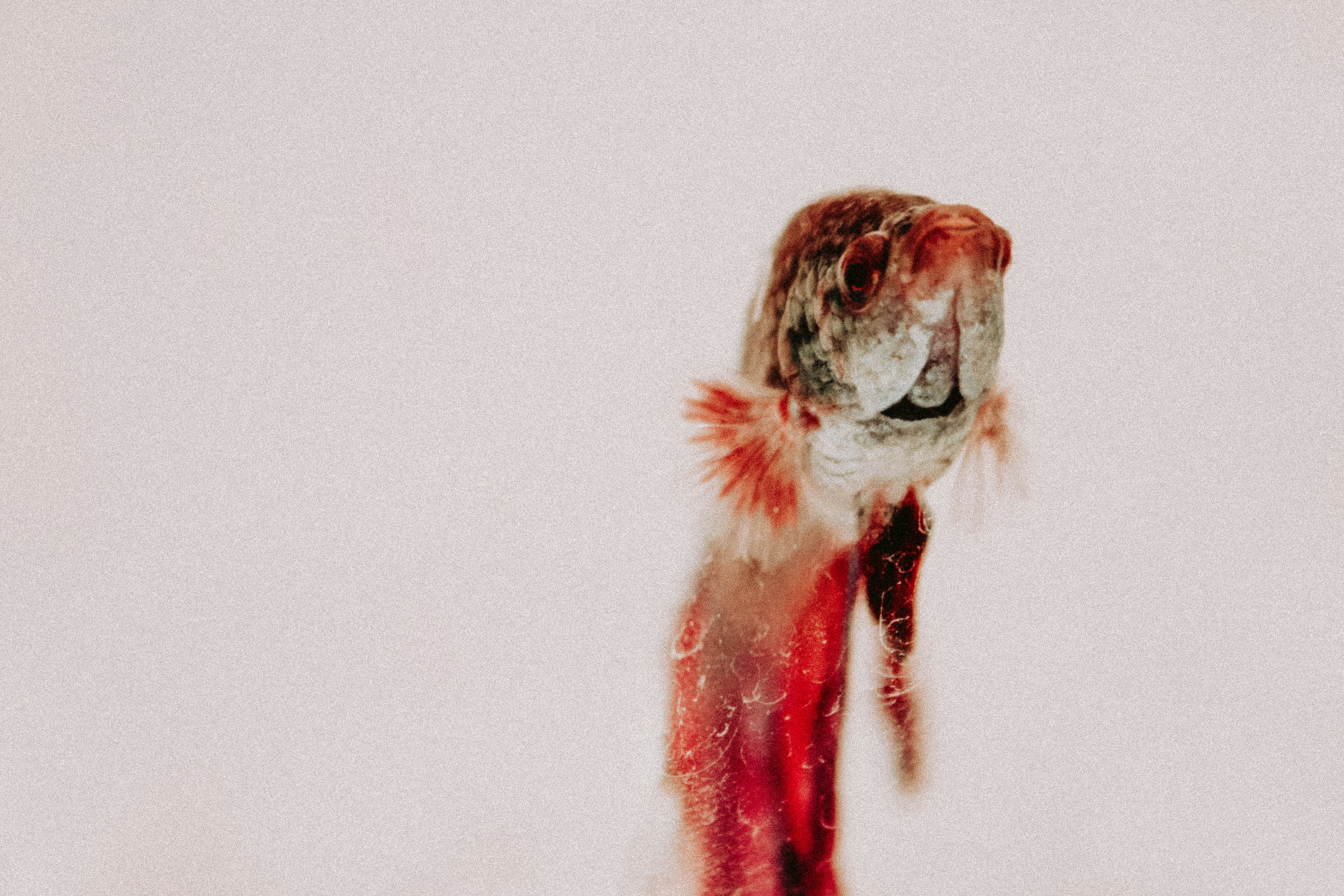 Photo by aynazshahtale