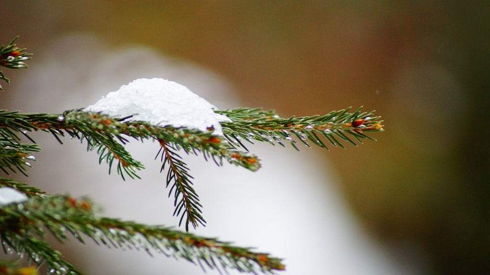 white snow on green pine tree