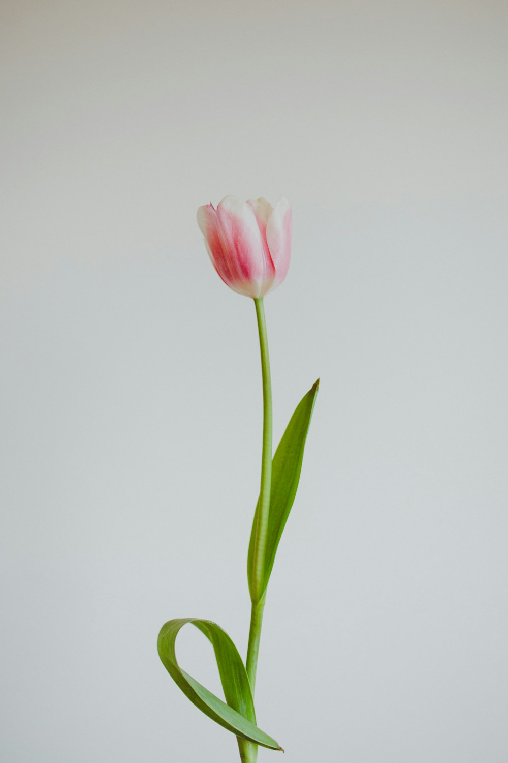 Rosa Tulpe in Blüte Nahaufnahme