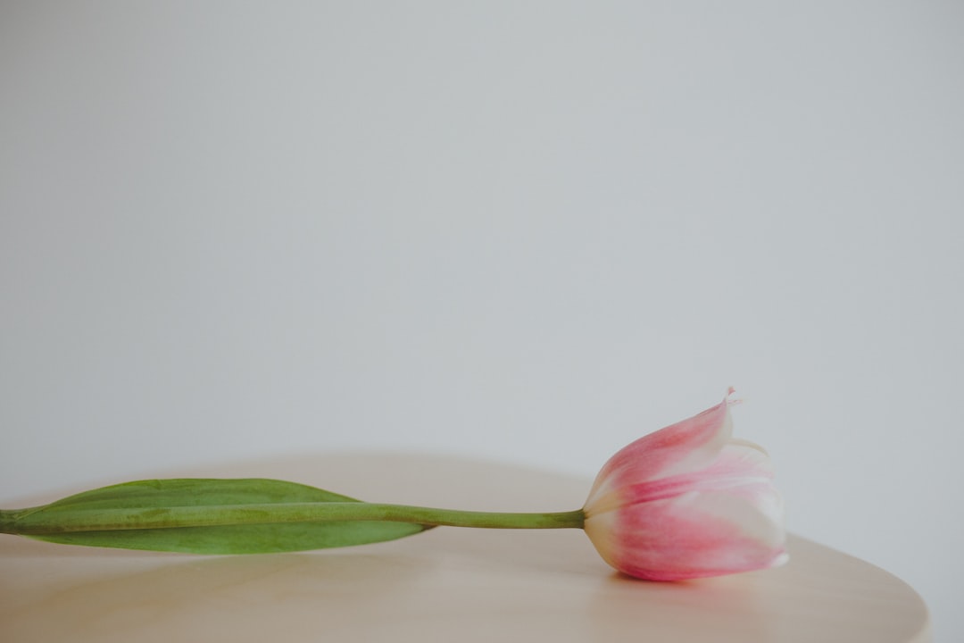 pink and white flower in close up photography