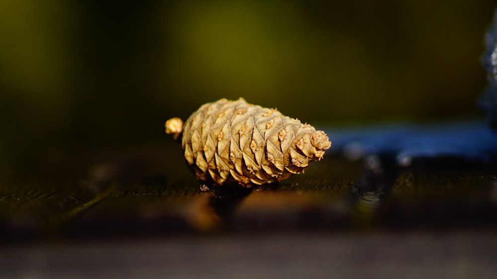 brown pine cone on water