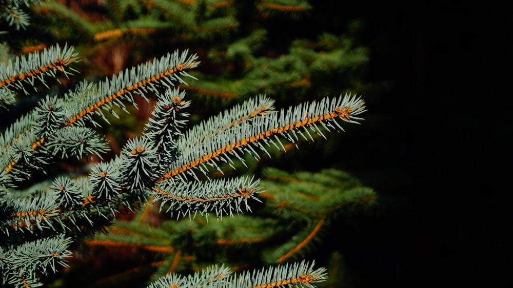 green and brown pine tree