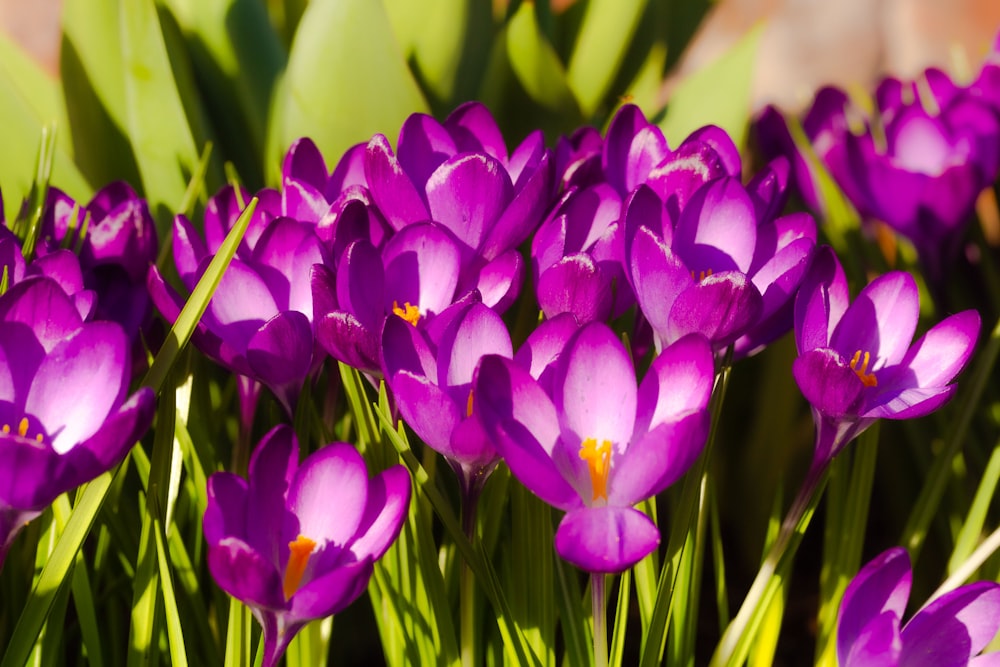 purple flowers in tilt shift lens