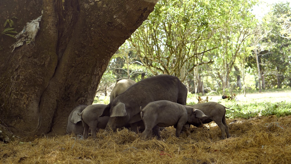 herd of gray rhinoceros on brown grass during daytime
