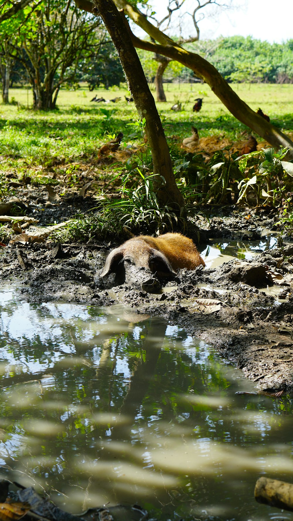 brown animal on river during daytime