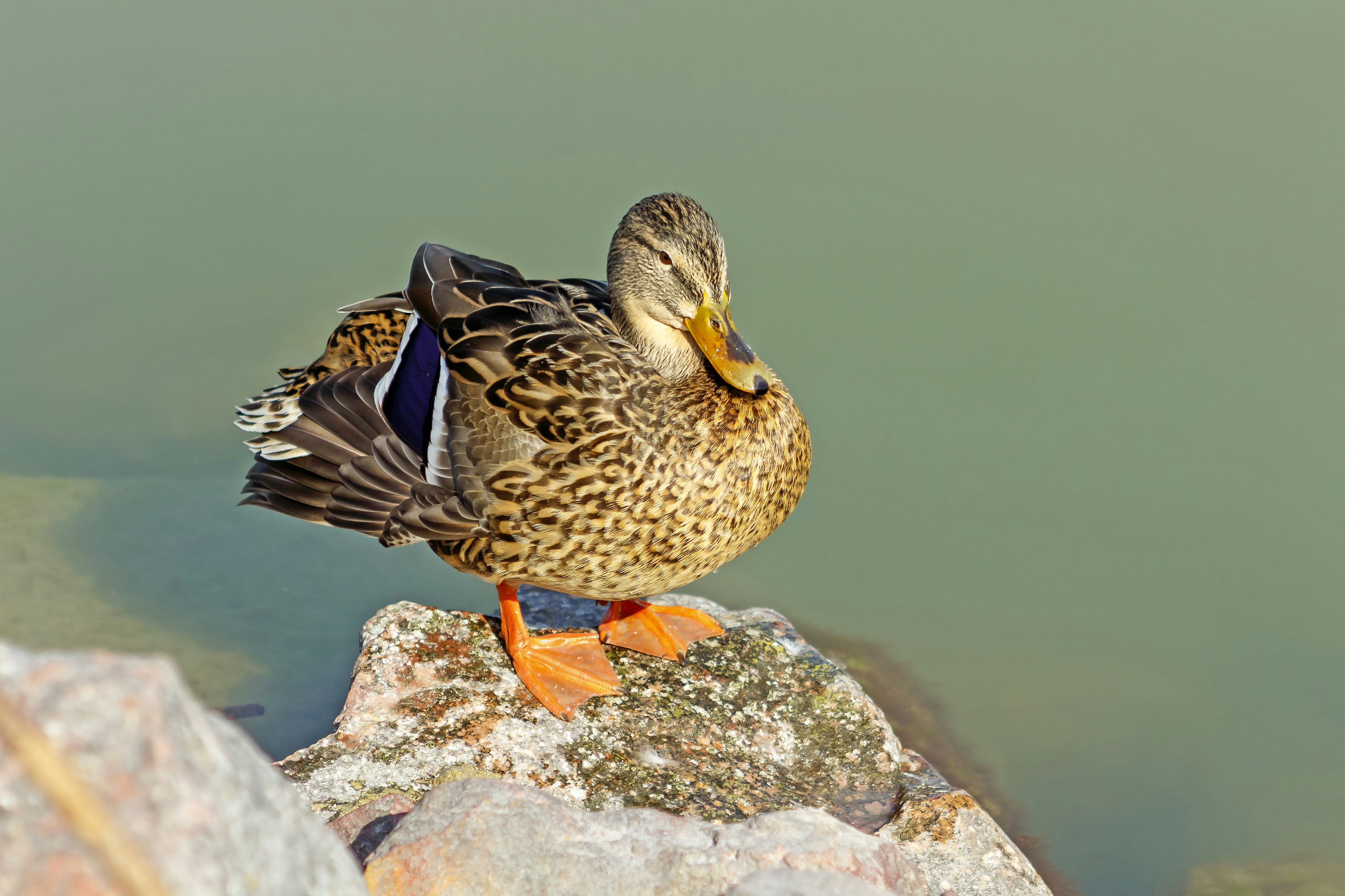 Photo by glatz0