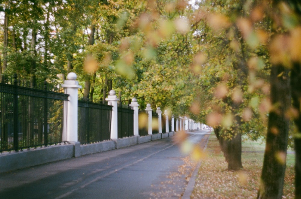 feuilles jaunes sur la route