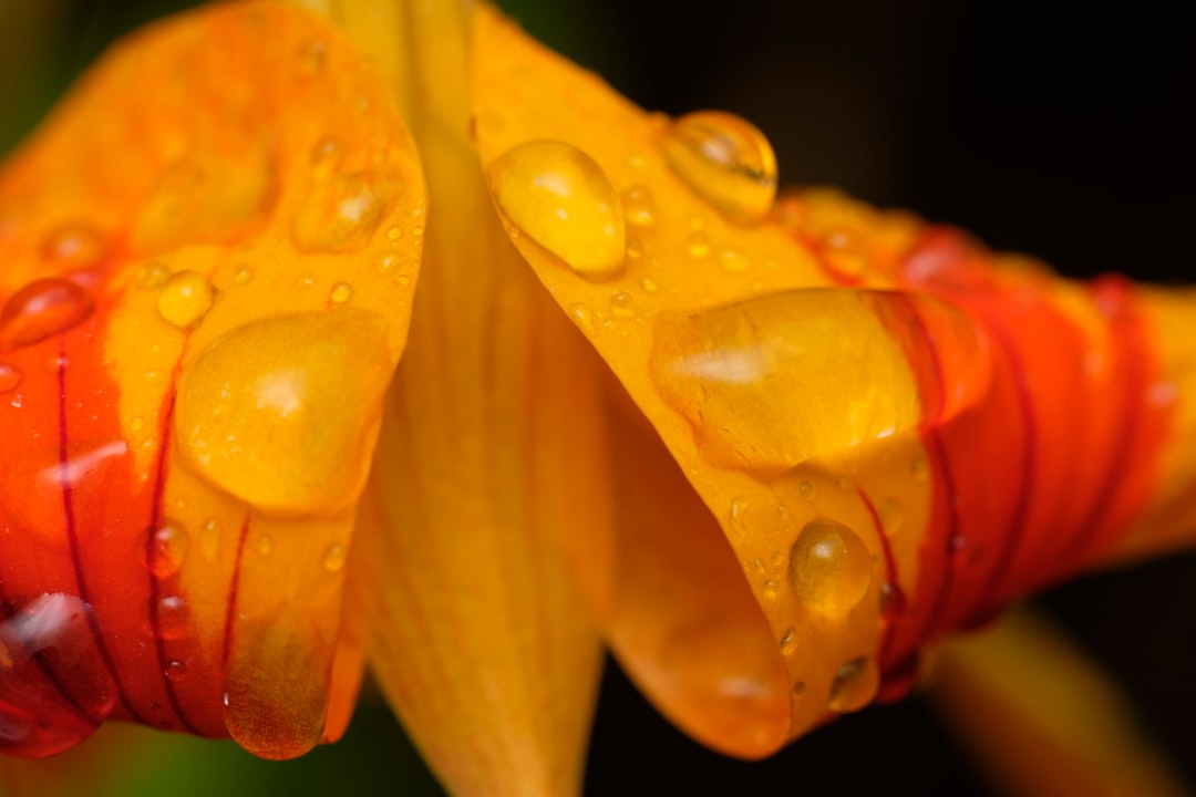 yellow flower with water droplets