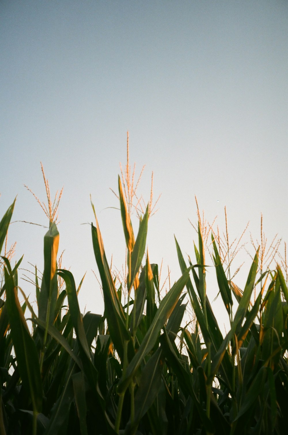 green wheat field during daytime