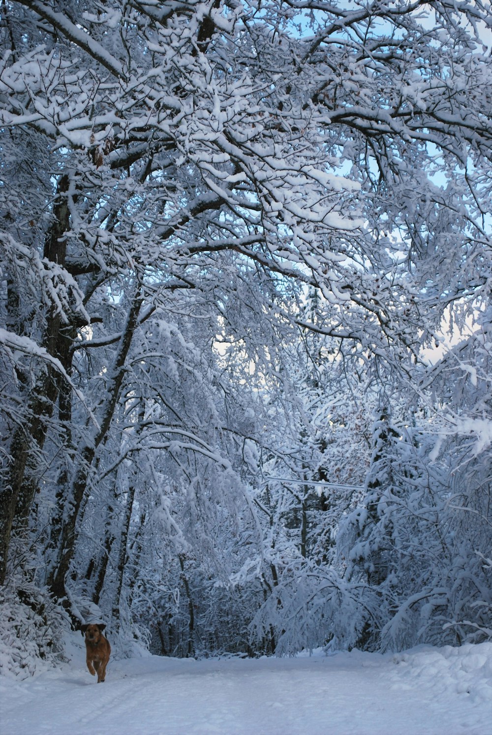 white and brown tree branches