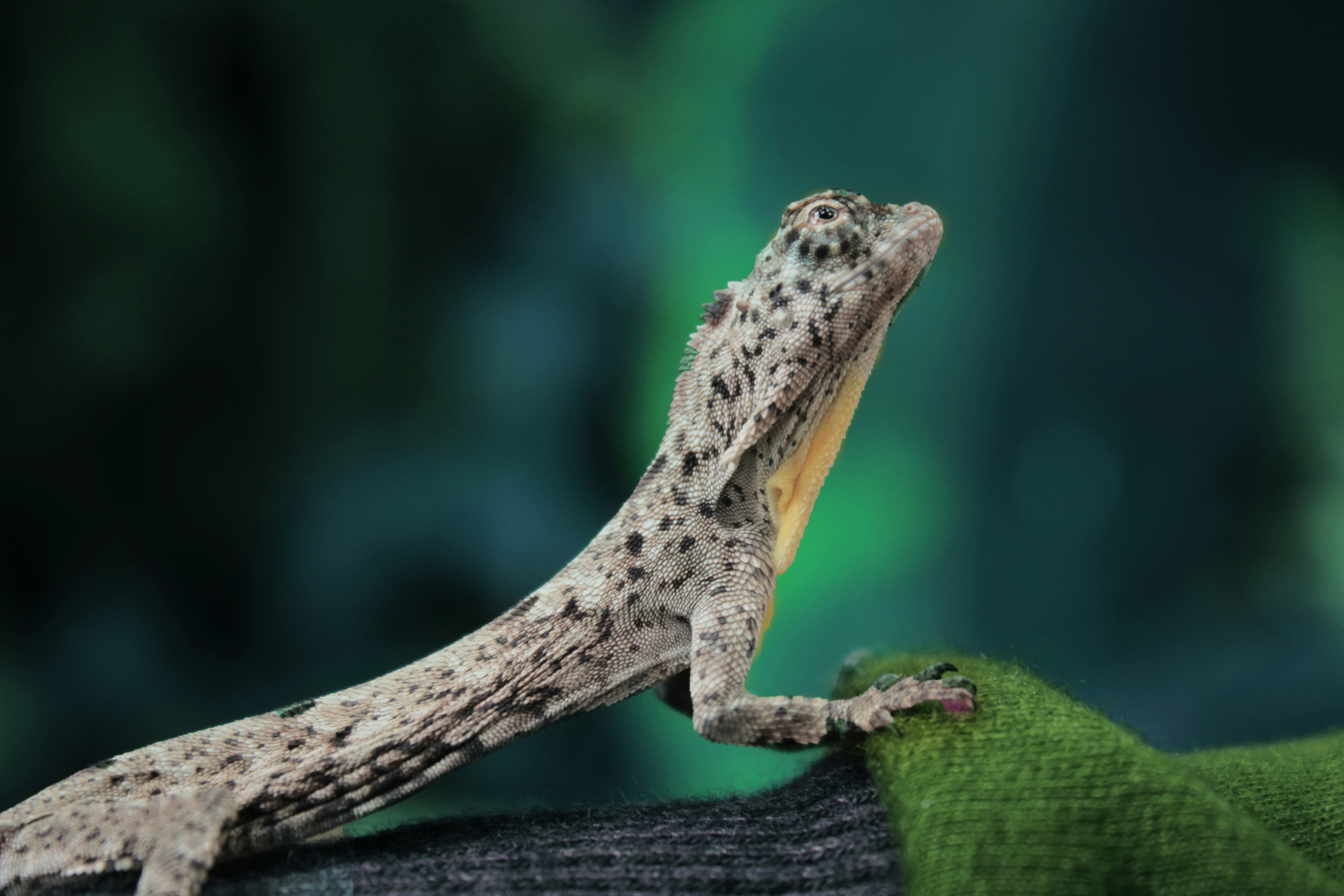 The Secret of Sticky Feet (image credits: unsplash)