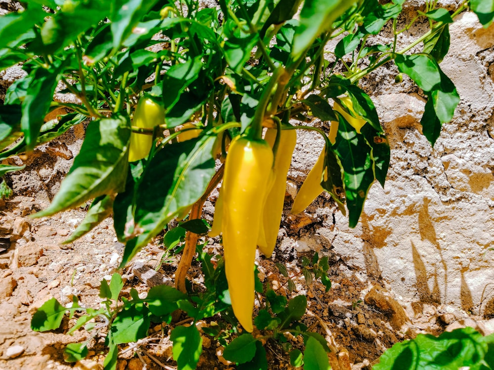 yellow bell pepper on ground