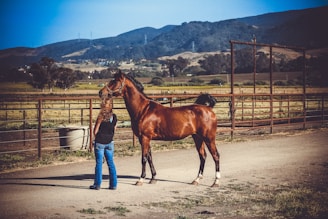 A person is standing beside a brown horse in an open area surrounded by metal fences. There is a backdrop of mountains and a clear blue sky, with a landscape of fields stretching into the distance.