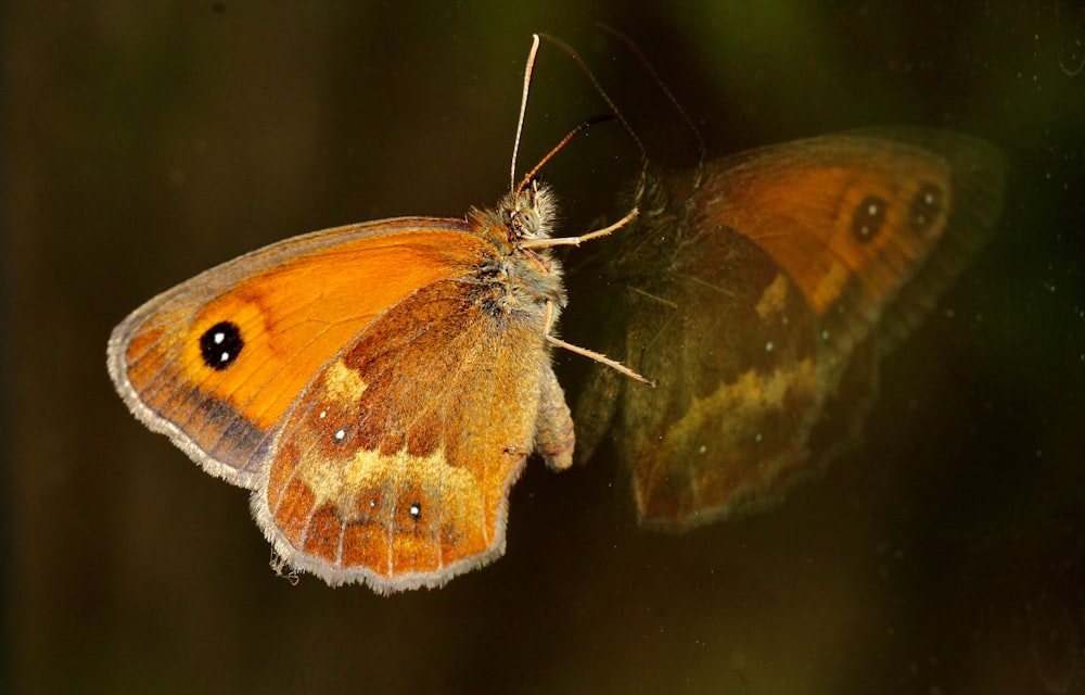 brown and white butterfly on green leaf