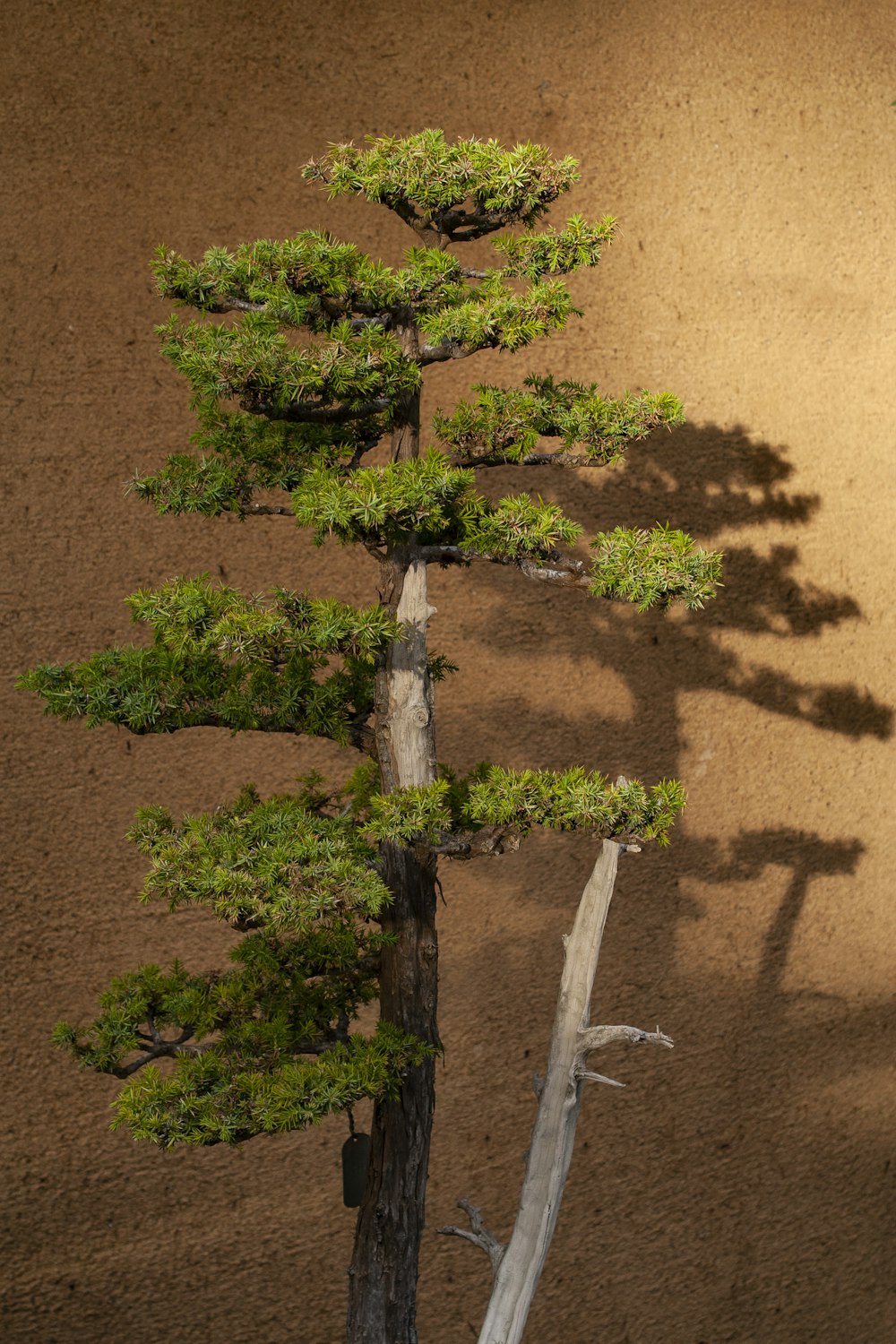 green tree on brown sand