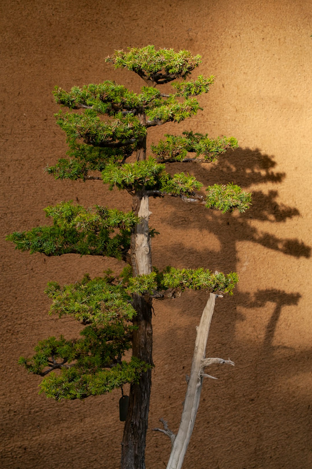 green tree on brown sand