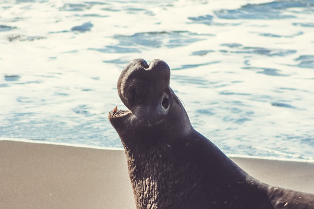 black seal on white sand near body of water during daytime