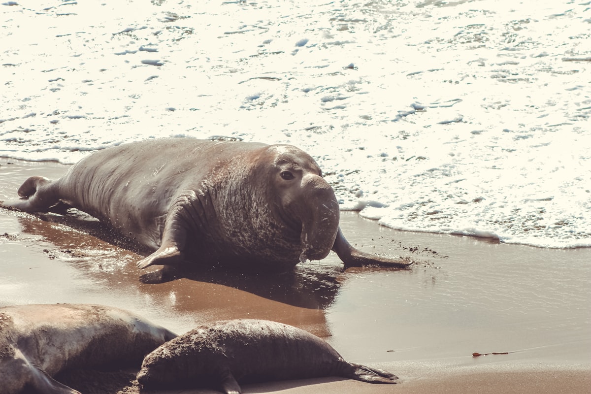 The Majestic Elephant Seal: Discover the Fascinating Facts and Conservation Efforts!