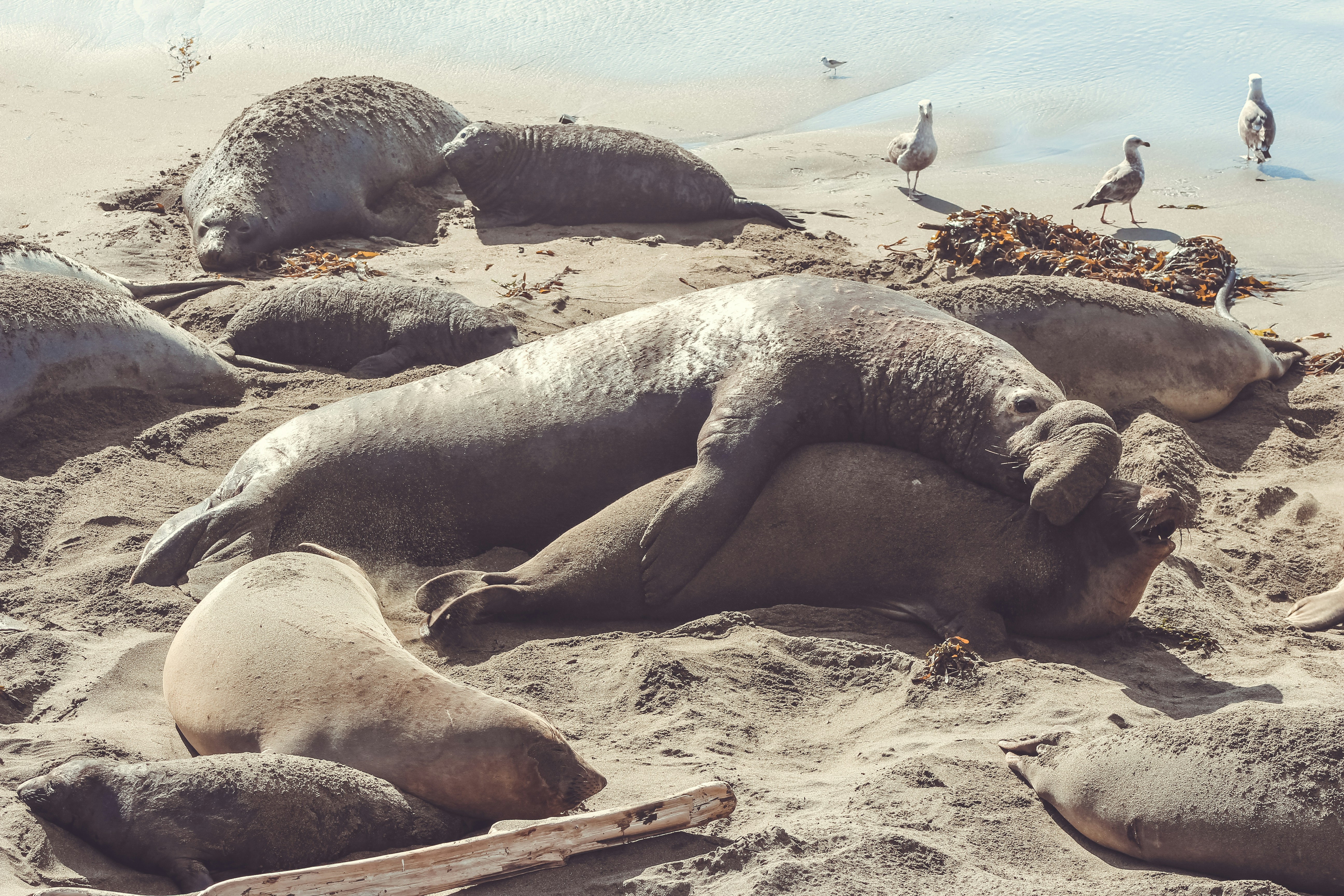 Elephant Seals