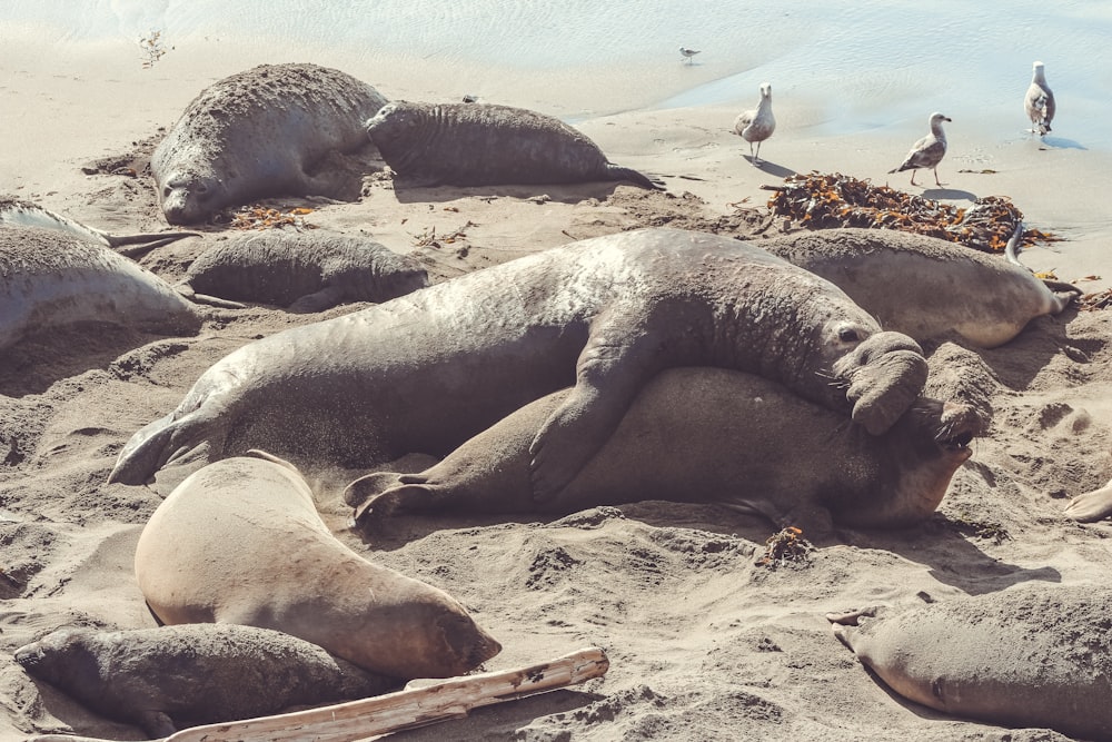 seal lying on brown sand during daytime