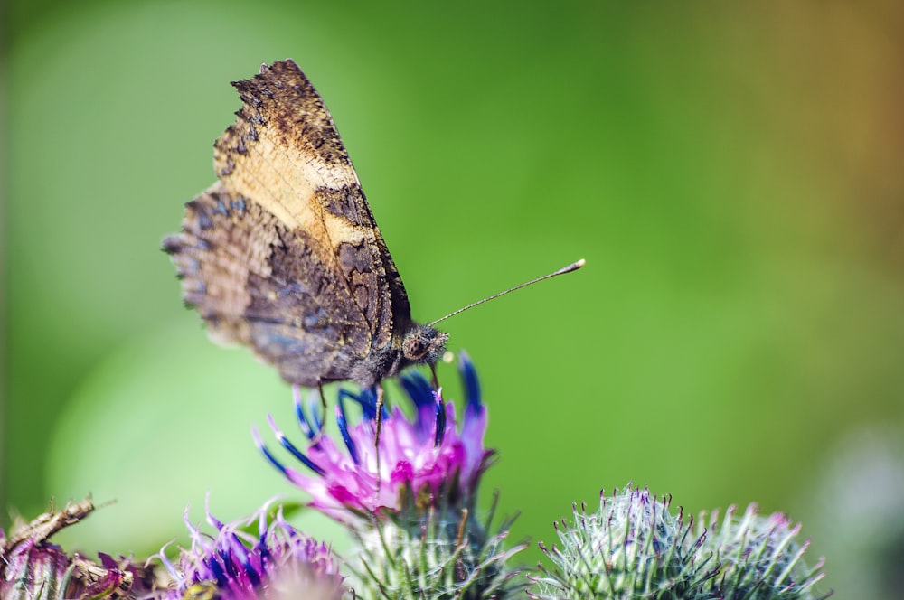 brown butterfly perched on purple flower in close up photography during daytime