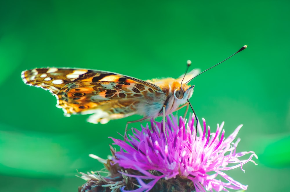 painted lady butterfly perched on purple flower in close up photography during daytime