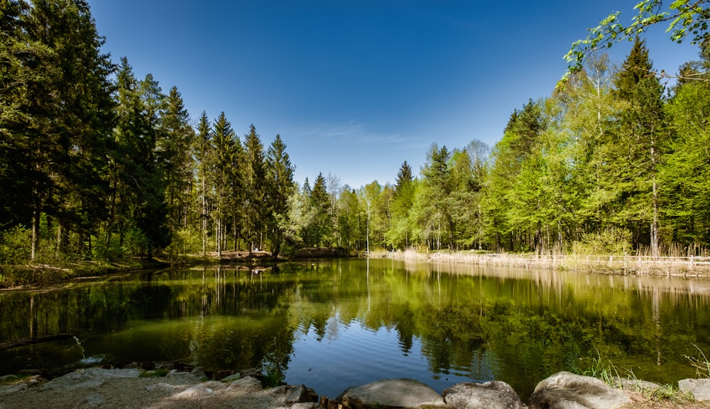 green trees beside lake under blue sky during daytime