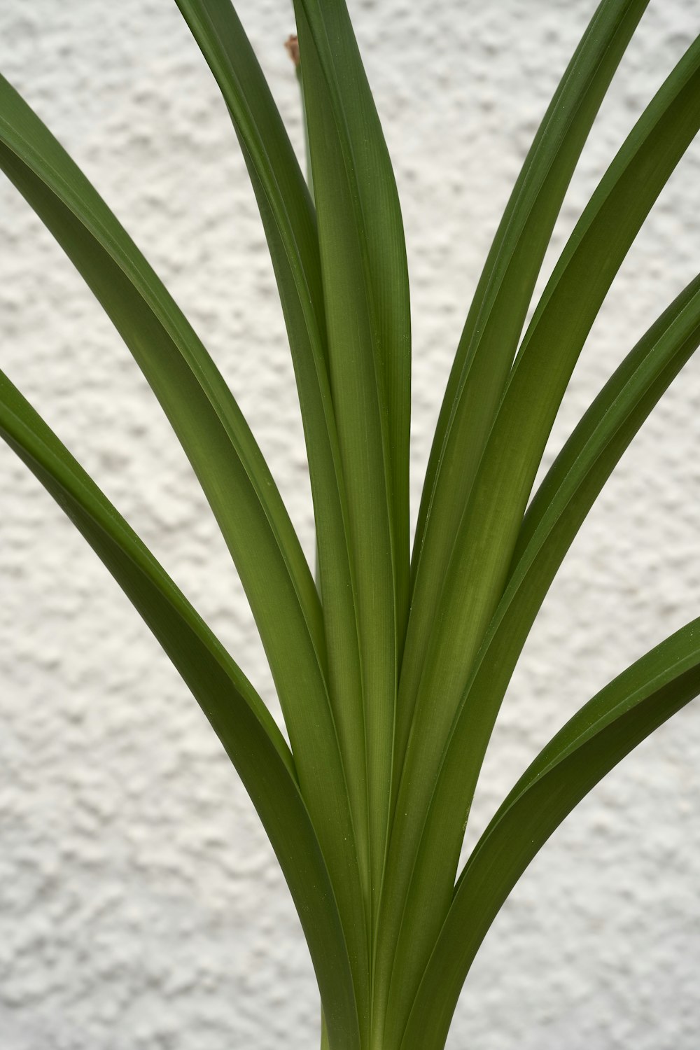 green plant near white wall