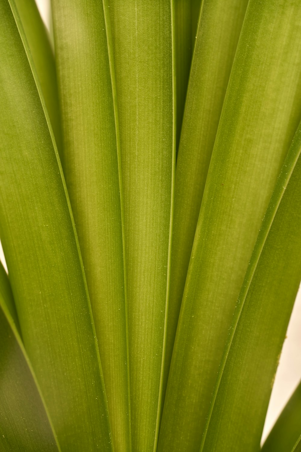 green leaf plant in close up photography