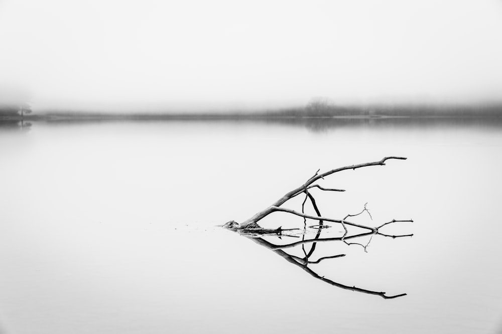 leafless tree branch on water